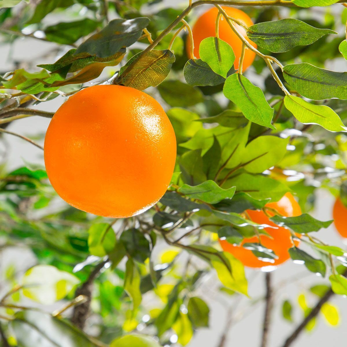 Купить навел. Апельсиновое дерево Королек. Декоративный апельсин дерево. Апельсины на дереве зеленые. Что символизирует апельсиновое дерево.